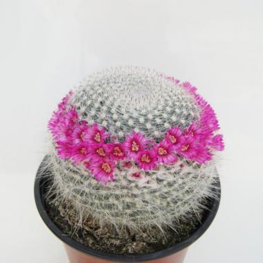 Mammillaria hahniana
